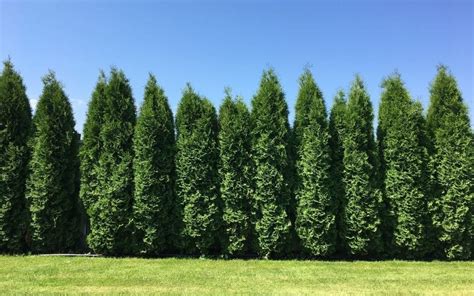 4 Best Fast Growing Trees For Northern Virginia Riverbend Landscapes