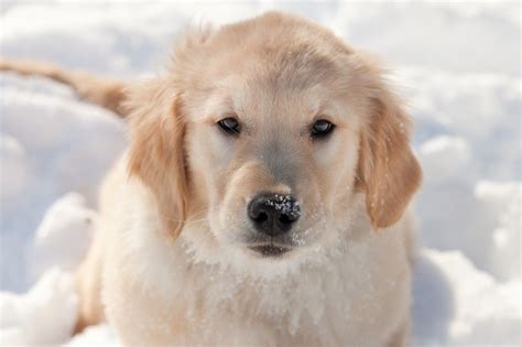 We have eleven golden retriever puppies for sale, they are hand raised. Golden Retrievers puppies for sale - Orland Park, IL ...