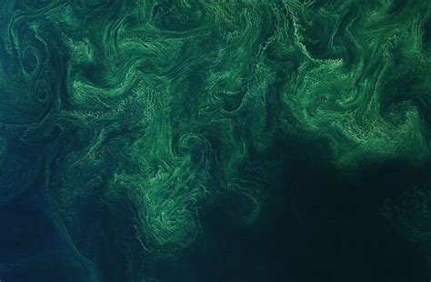 Featured Picture Ornate Algae Bloom In The Baltic Sea Techzle