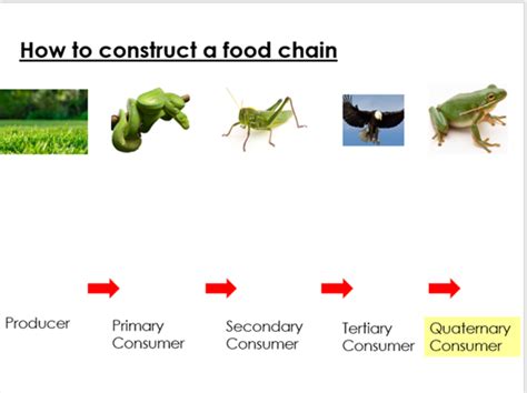 Ks3 Lesson 1 Food Chains Interdependence Teaching Resources