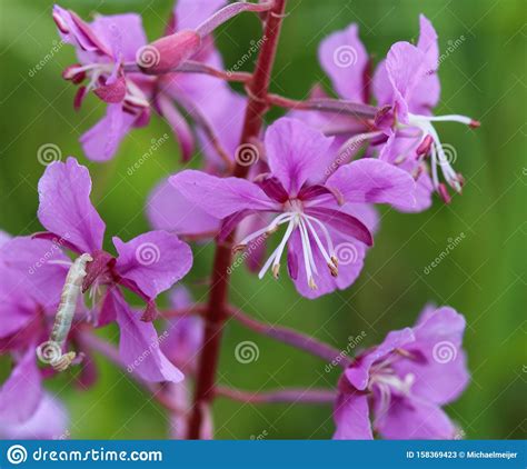 Chamaenerion Angustifolium Known As Fireweed Great Willowherb And