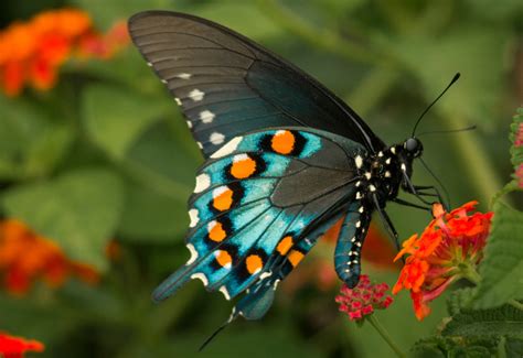What Flowers Do Butterflies Like Petal Talk