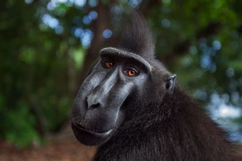 Macacos Do Velho Mundo Os Simianos Da África Índia E Ásia