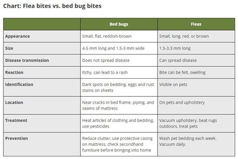 Nobody wants to be bitten by any pest, including bed bugs and fleas. Flea bites vs. bed bug bites, difference in symptoms and ...