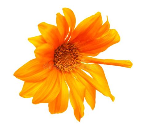 Orange Flower On White Background Stock Image Image Of Orange Veins