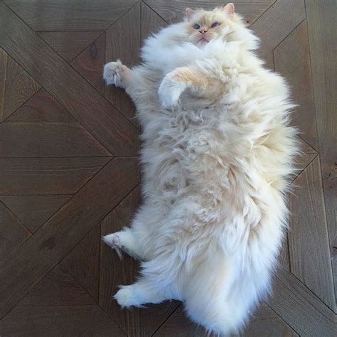 We consulted with the cat fanciers' association to find out which breeds of cat are actually known to be the fluffiest. This Cat's Majestic Fluff Makes It Look Like A Cloud ...
