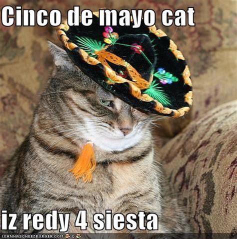 Trending images and videos related to cinco de mayo! Cinco De Mayo Cat, Iz Redy 4 Siesta Pictures, Photos, and ...