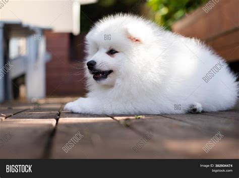 White Japanese Spitz Image & Photo (Free Trial) | Bigstock
