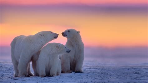 Polar Bear Tracker Wwf Arctic