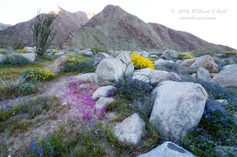 Orange strands of dodder nearly cover a native burro bush, ambrosia dumosa, in anza borrego desert state park, california. March 14, 2019 Flowers in Anza Borrego State Park
