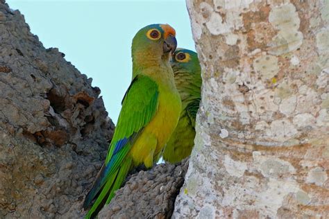 Check spelling or type a new query. Parrot Encyclopedia | Peach-fronted Conure | World Parrot ...