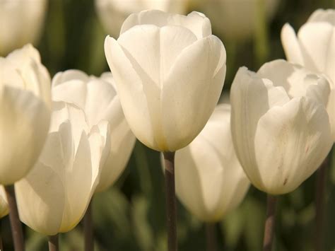 White Tulips Wallpaper Wallpapersafari