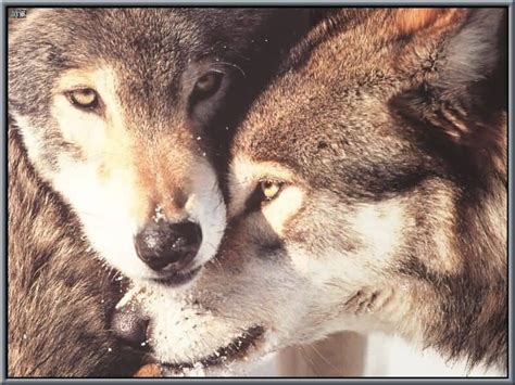 Looking for the best wallpapers? Friends - Wolves Photo (7065446) - Fanpop