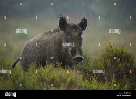 Wild Boar Sus Scrofa Young Female Standing In Rain Netherlands