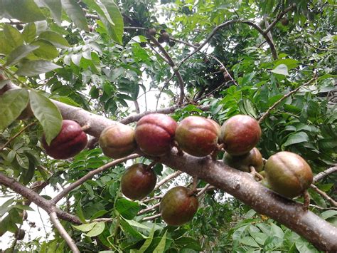 Siniguelas Spanish Plum Fruits To Enjoy And Share Pinterest