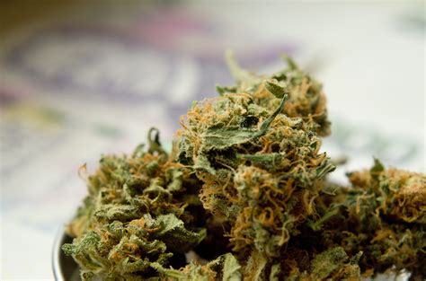 Dry Marijuana Herb free image