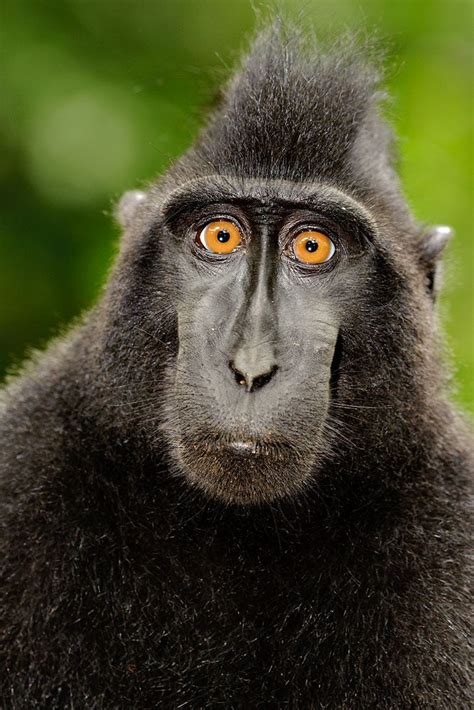 Pin On Sectioned Monkeys Tarsiers Lemurs Primates