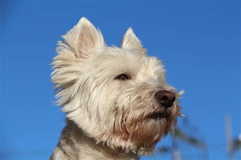 West Highland Terrier Breed Profile - Dream Dogs
