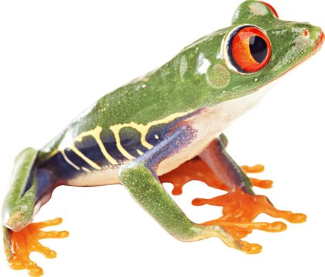 Download Frog Png Image Hq Png Image Freepngimg