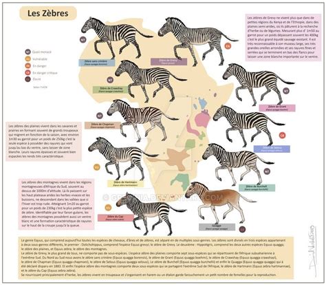 Classification Of A Zebra - Animals Picture - Animal Wallpaper