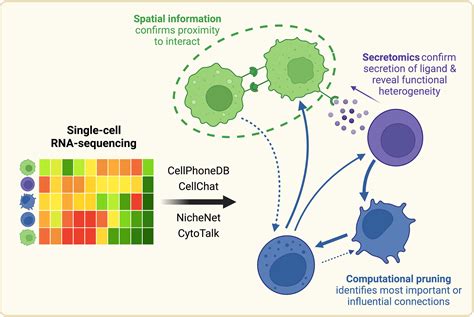 Frontiers Mapping And Validation Of Scrna Seq Derived Cell Cell