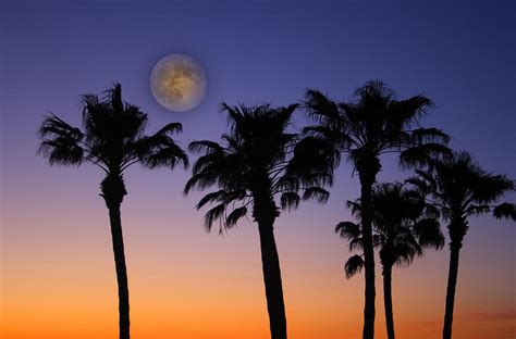 Full Moon Palm Tree Sunset Photograph By James Bo Insogna Pixels
