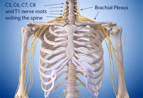 Anatomy Of A Spinal Nerve In The Brachial Plexus Stoc
