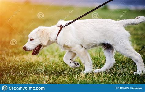 Golden Retriever Dog Puppy In The Park Stock Image Image