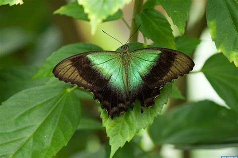 Stunning Green Butterfly Blending With Leaves