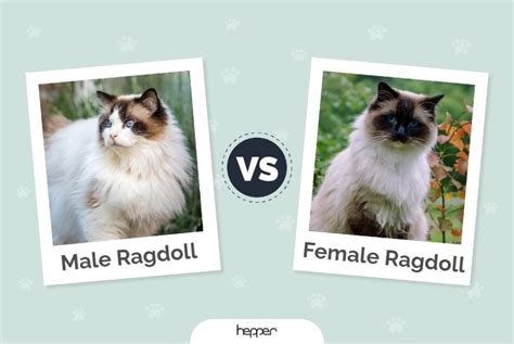 Male Vs Female Ragdoll Cats The Differences With Pictures Hepper