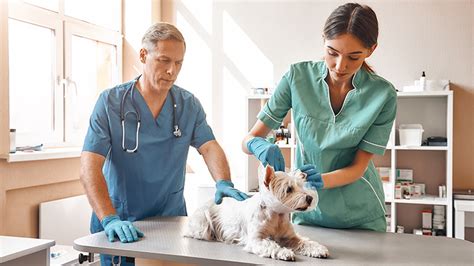 Enroll In The Veterinary Assistant Program At Skagit Valley College
