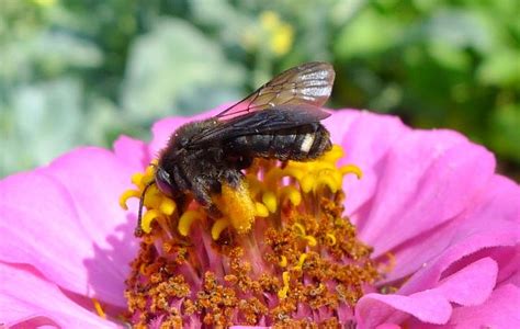 Less Noise More Green Pollinators Aplenty Carpenter Bee