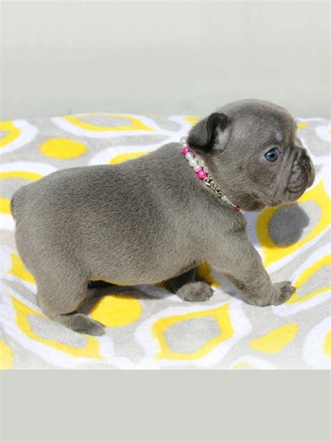 What else should you know about the blue french bulldog? What to Look for When Buying a French Bulldog - I Spy ...