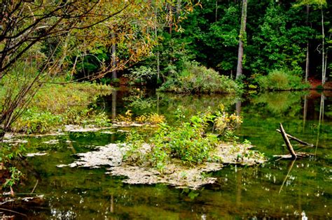Stumpy Pond Greenway