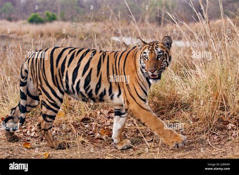 Royal Bengal Tiger In The Summer Grassland Tadoba Andheri Tiger