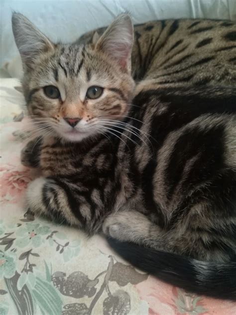 Willow made me fall in love with her. STUNNING BENGAL X KITTENS FOR SALE | Shrewsbury ...