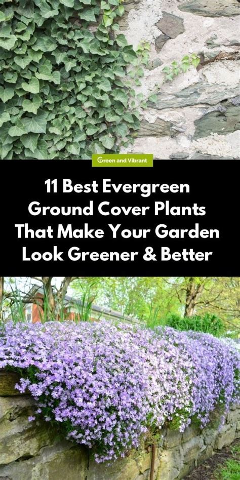 The Best Evergreen Ground Cover Plants That Make Your Garden Look