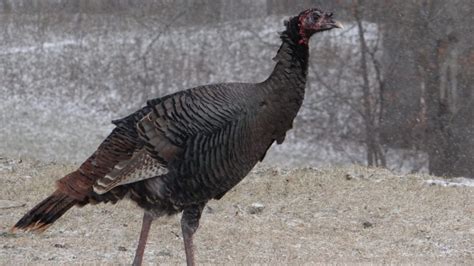 How To Hunt Nebraska S Wild Turkeys In Winter Nebraskaland Magazine