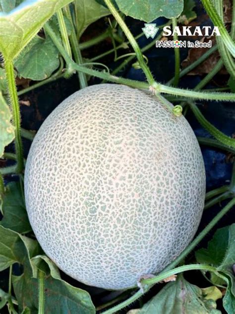 Sweet Melon Majestic In Limpopo Sakata