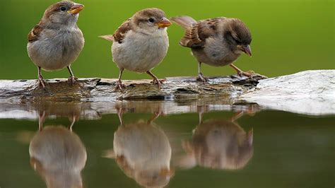 Cute Sparrows Drinking Water Hd Wallpapers