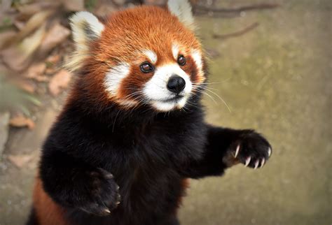 Cute Red Panda Stands Cute Red Panda Standing Expecting Fo Flickr