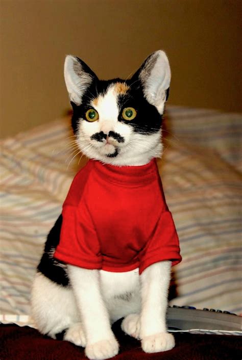 Funny Cats Part 18 40 Pics Amazing Creatures