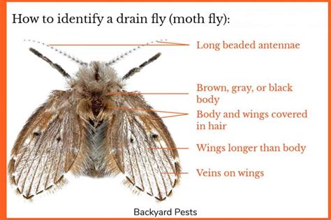 Drain Flies Identify Them Find Them Get Rid Of Them Backyard Pests