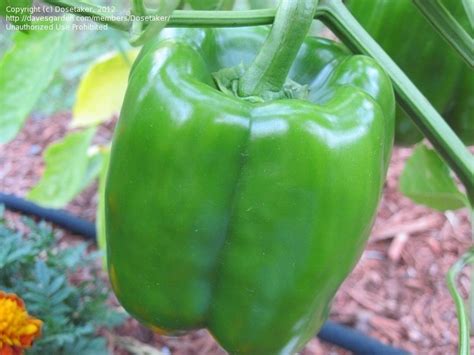 King arthur, legendary british king who appears in a cycle of medieval romances as the sovereign of a knightly fellowship of the round table. PlantFiles Pictures: Bell Pepper 'King Arthur' (Capsicum ...