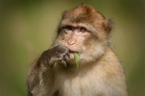 Barbary Macaque Facts Habitat Diet Pictures