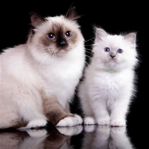 Furkidz Birman Breeders Of Beautiful Blue Eyed Cats And Kittens