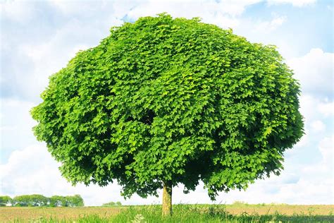 How To Grow And Care For Norway Maple Trees Gardeners Path