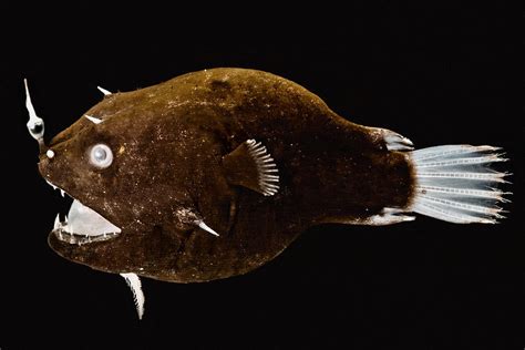 Female Anglerfish Linophryne Sp Photograph By Danté Fenolio Fine Art