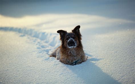 The Dog In Deep Snow Wallpapers And Images Wallpapers