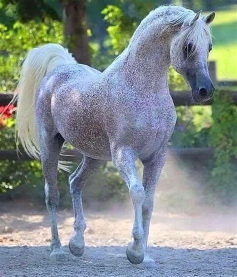 Pin By Shelley On Arabian Horse ~ Of Course Horses Pretty Horses